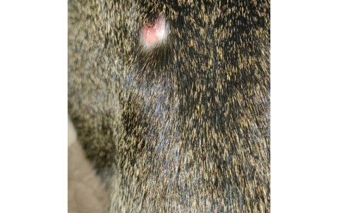 九游体育app-"鯾8*2?镩?痢j"諑埶C莟D的简单介绍